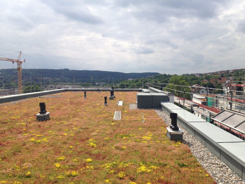 Zelené střechy zkrášlují města